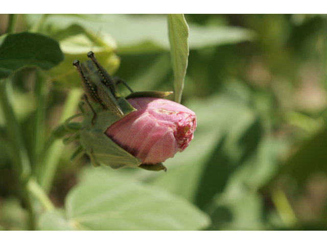 Hibiscus grandiflorus (Swamp rose-mallow) #55506