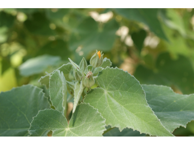 Allowissadula holosericea (Velvet-leaf mallow) #55509