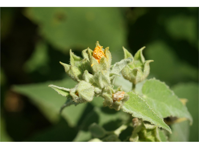 Allowissadula holosericea (Velvet-leaf mallow) #55511