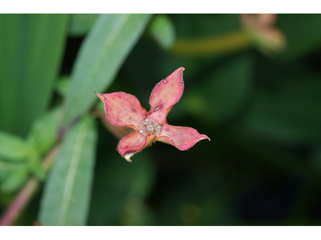Ludwigia octovalvis ssp. octovalvis (Mexican primrose-willow) #55532