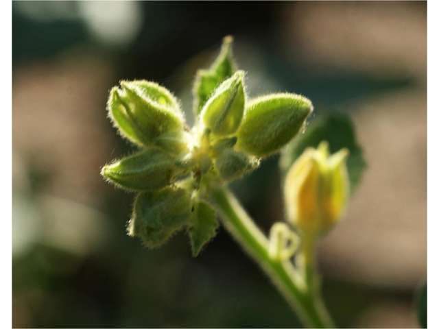 Allowissadula holosericea (Velvet-leaf mallow) #55540