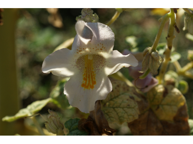 Proboscidea louisianica ssp. louisianica (Ram's horn) #55561