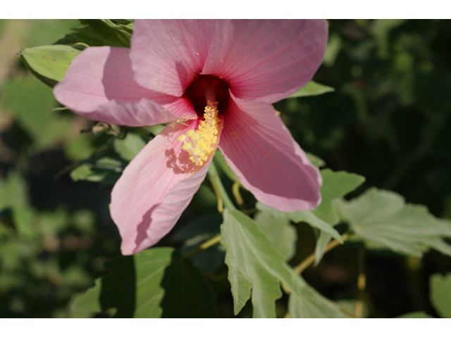 Hibiscus grandiflorus (Swamp rose-mallow) #55574