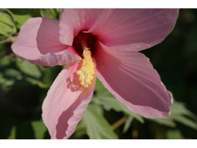 Hibiscus grandiflorus (Swamp rose-mallow) #55575