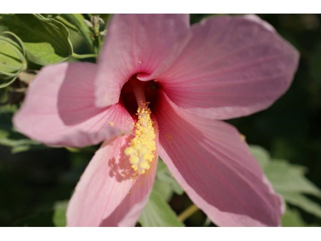 Hibiscus grandiflorus (Swamp rose-mallow) #55576