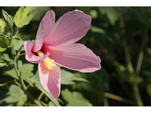 Hibiscus grandiflorus (Swamp rose-mallow) #55577