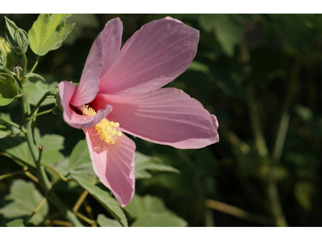 Hibiscus grandiflorus (Swamp rose-mallow) #55578