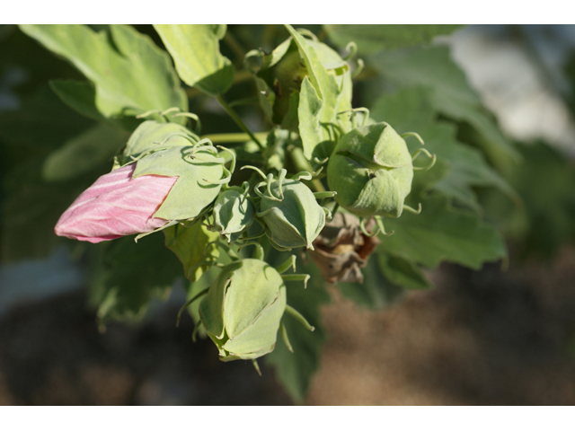 Hibiscus grandiflorus (Swamp rose-mallow) #55580