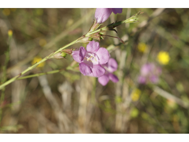 Agalinis heterophylla (Prairie agalinis) #55582