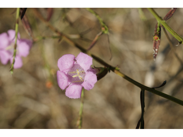 Agalinis heterophylla (Prairie agalinis) #55583