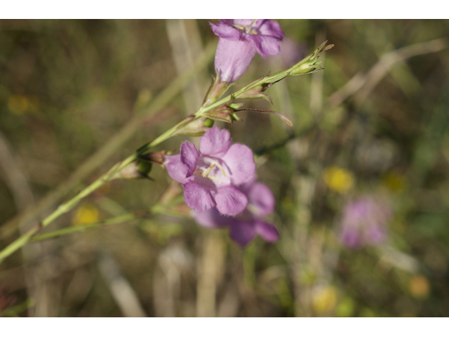 Agalinis heterophylla (Prairie agalinis) #55584