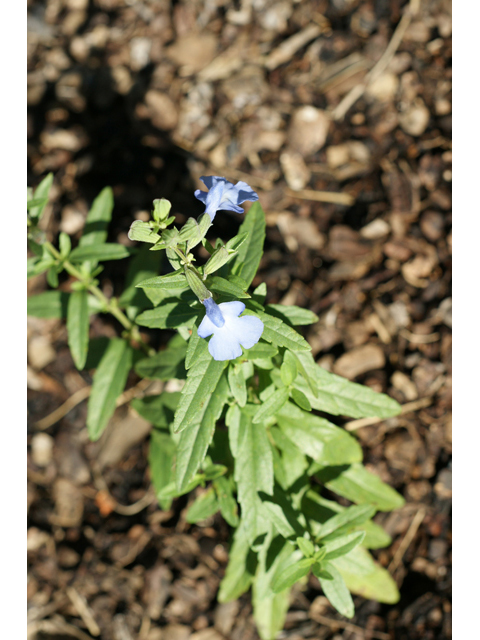 Salvia azurea var. grandiflora (Pitcher sage) #55605