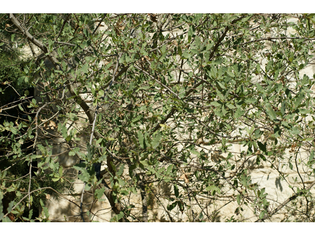 Quercus grisea (Gray oak) #55606