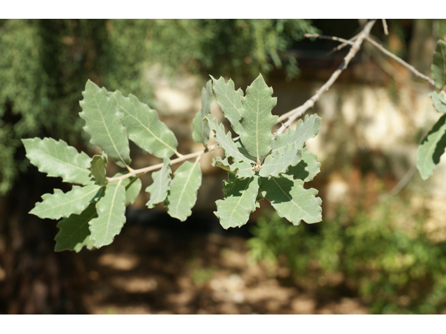 Quercus grisea (Gray oak) #55609