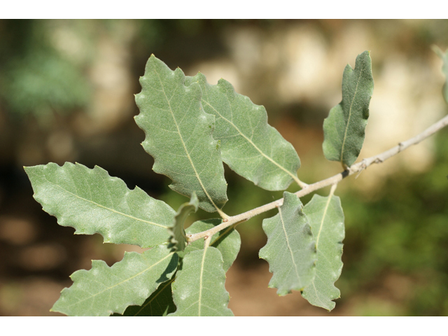 Quercus grisea (Gray oak) #55610