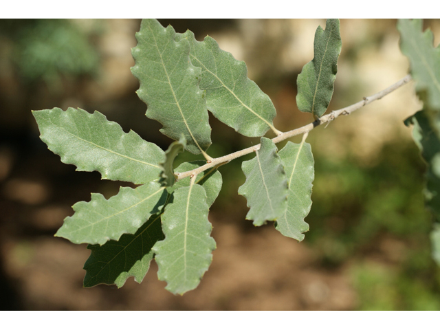 Quercus grisea (Gray oak) #55611