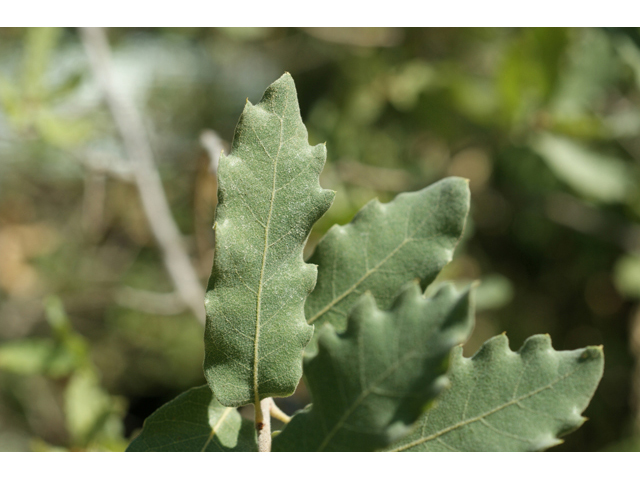 Quercus grisea (Gray oak) #55612