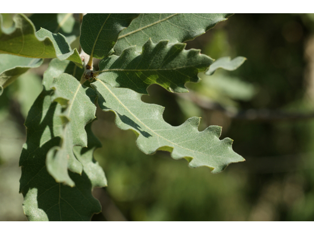Quercus grisea (Gray oak) #55613