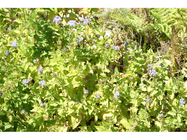 Conoclinium betonicifolium (Betonyleaf thoroughwort) #55614