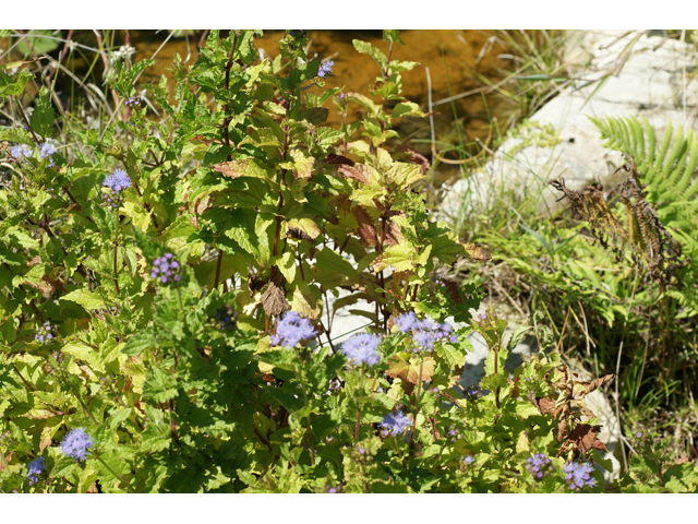 Conoclinium betonicifolium (Betonyleaf thoroughwort) #55615