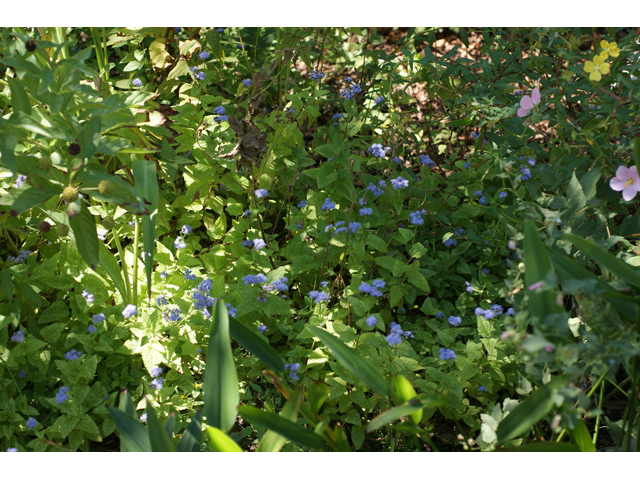 Conoclinium betonicifolium (Betonyleaf thoroughwort) #55626