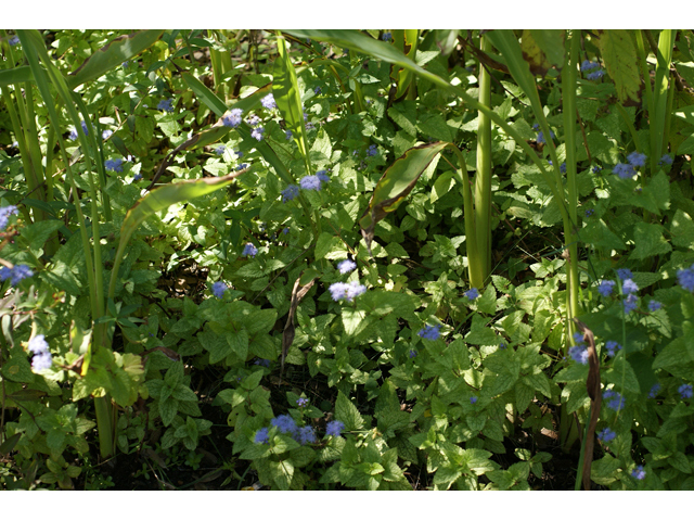 Conoclinium betonicifolium (Betonyleaf thoroughwort) #55627