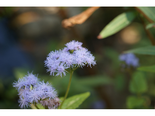 Conoclinium betonicifolium (Betonyleaf thoroughwort) #55628