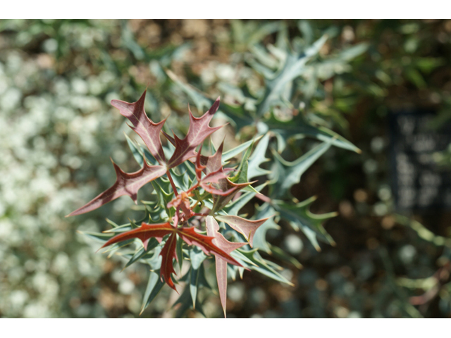 Mahonia trifoliolata (Agarita) #55635