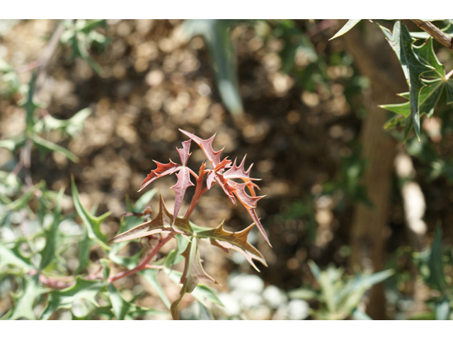 Mahonia trifoliolata (Agarita) #55636