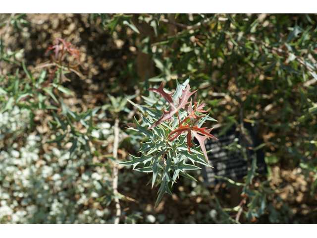 Mahonia trifoliolata (Agarita) #55637
