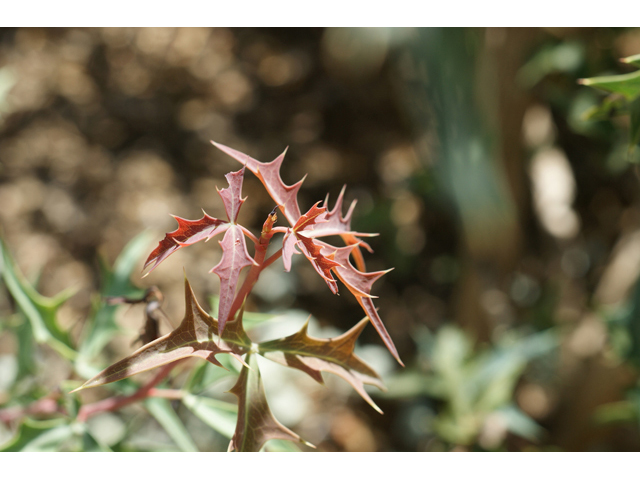 Mahonia trifoliolata (Agarita) #55639