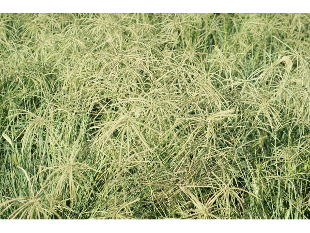 Chloris verticillata (Tumble windmill grass) #55640