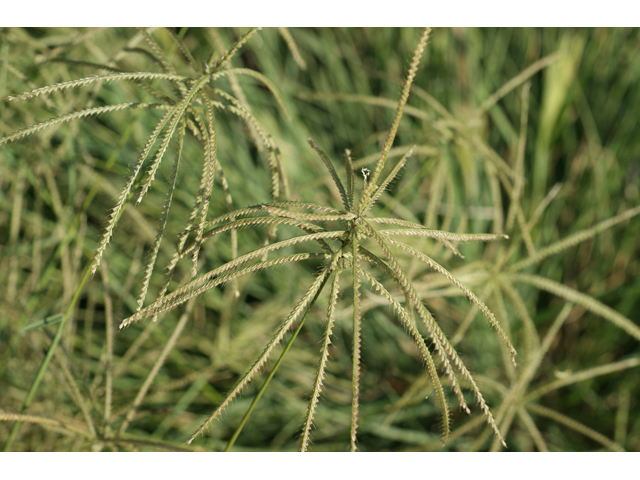 Chloris verticillata (Tumble windmill grass) #55646