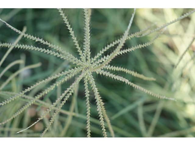 Chloris verticillata (Tumble windmill grass) #55649