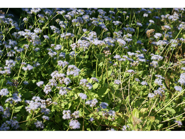 Chromolaena odorata (Blue mistflower) #55657