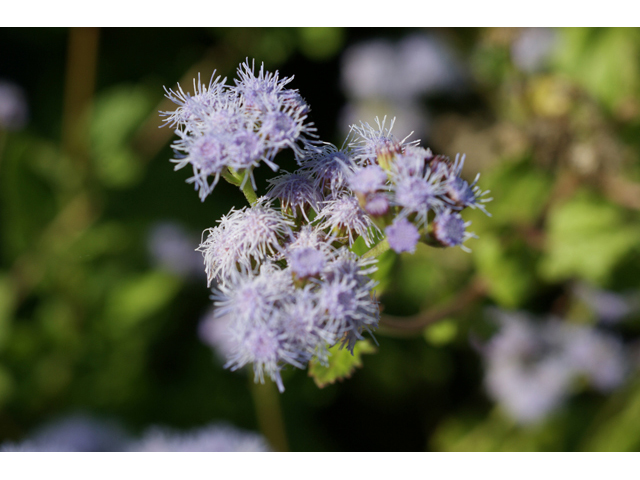 Chromolaena odorata (Blue mistflower) #55658