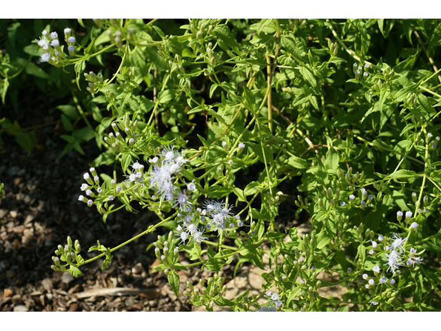 Chromolaena odorata (Blue mistflower) #55660