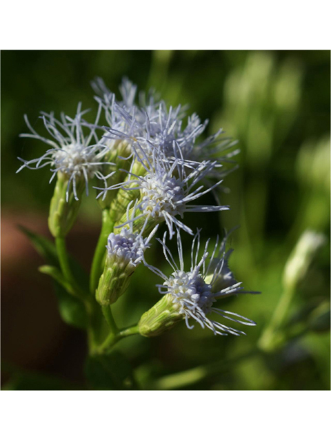 Chromolaena odorata (Blue mistflower) #55661