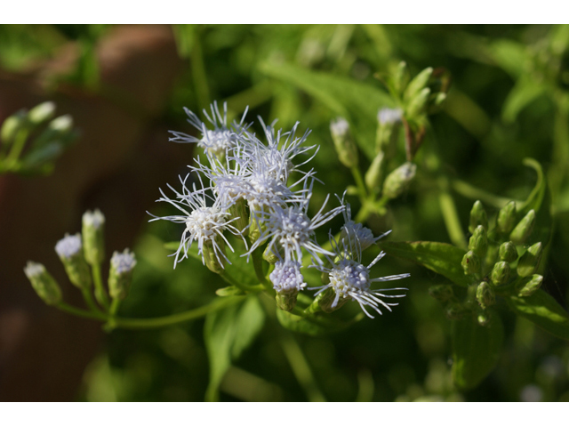 Chromolaena odorata (Blue mistflower) #55662