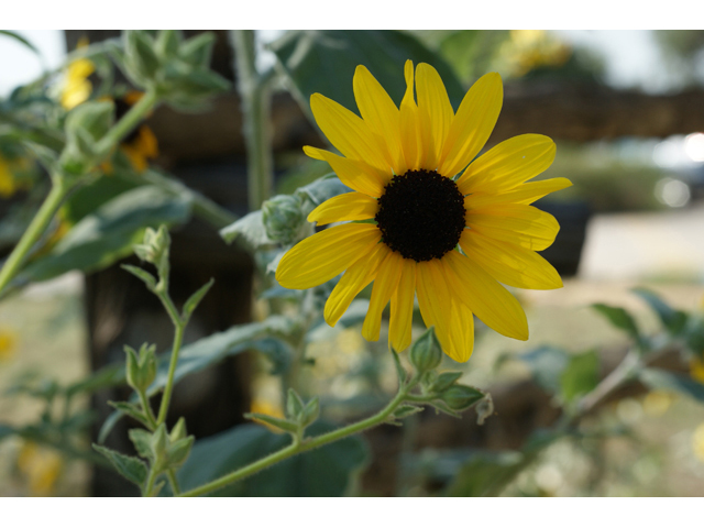 Helianthus argophyllus (Silverleaf sunflower) #55665