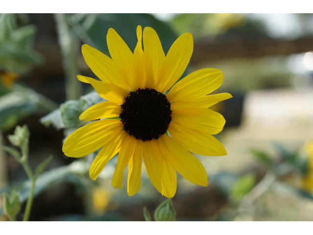 Helianthus argophyllus (Silverleaf sunflower) #55666