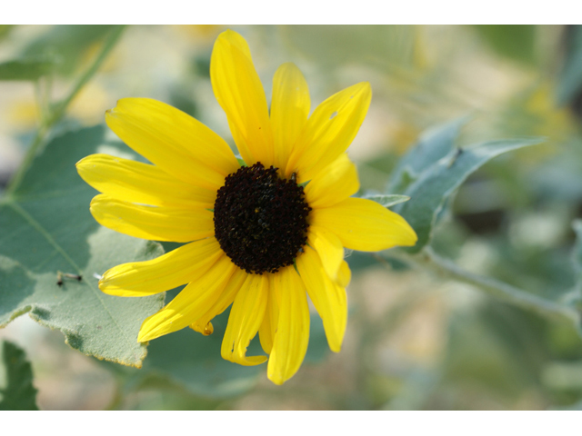 Helianthus argophyllus (Silverleaf sunflower) #55667