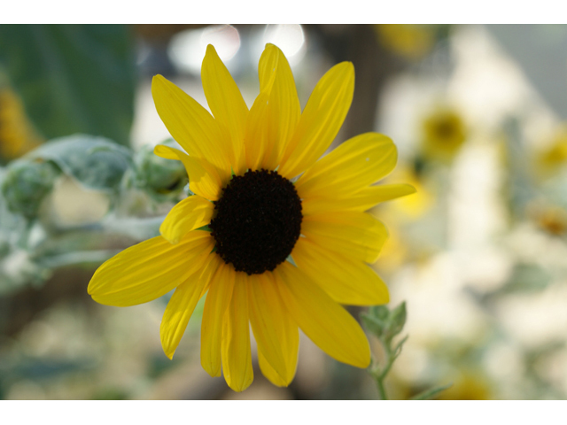 Helianthus argophyllus (Silverleaf sunflower) #55668