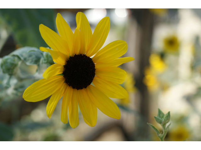 Helianthus argophyllus (Silverleaf sunflower) #55669