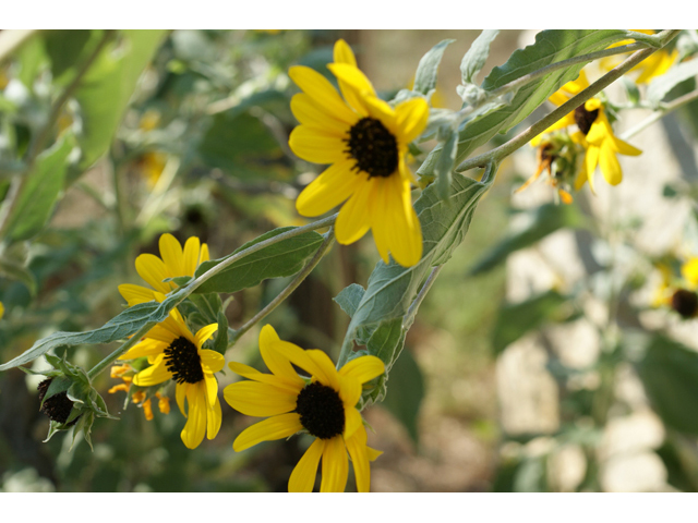 Helianthus argophyllus (Silverleaf sunflower) #55670