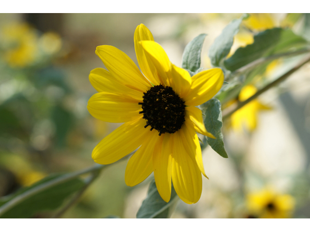 Helianthus argophyllus (Silverleaf sunflower) #55671