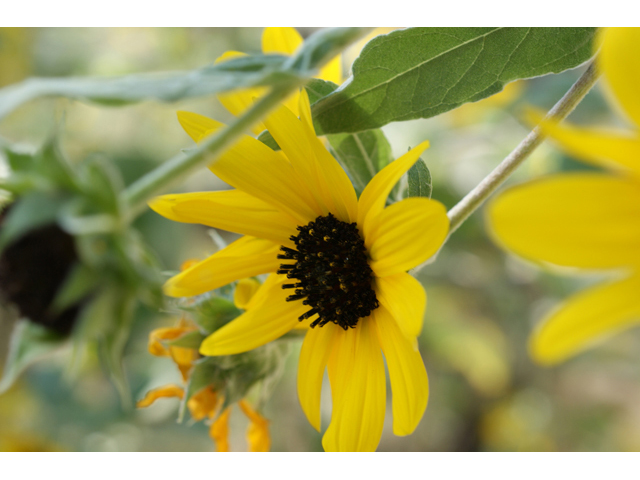 Helianthus argophyllus (Silverleaf sunflower) #55672