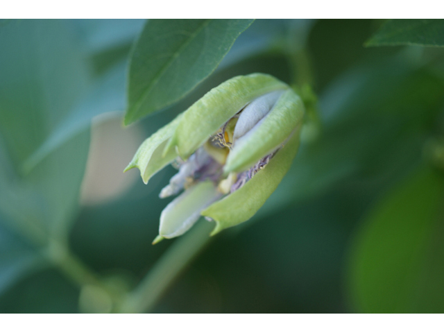 Passiflora incarnata (Maypop) #55677