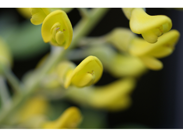 Sophora tomentosa (Yellow necklacepod) #55722