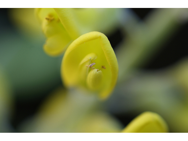 Sophora tomentosa (Yellow necklacepod) #55724